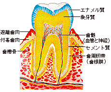 Ȏ